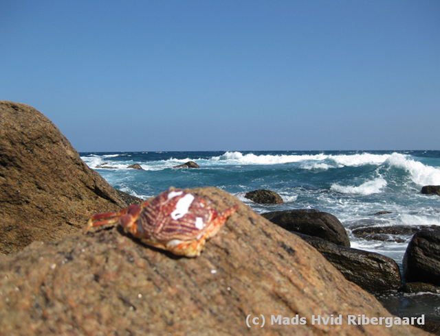 Krabbe at southern Sri Lanka
